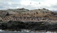 Cormorants and sea lions dominate the landscape