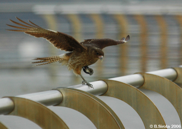 Chimango Caracara (bird of prey) in the port