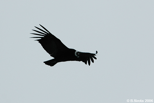 Condor in search of meal