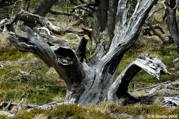 A typical dead tree in the mountain region of Patagonia