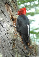 Patagonian red-headed woodpecker