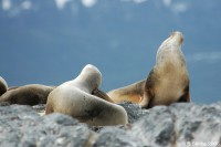 Sea lions resting