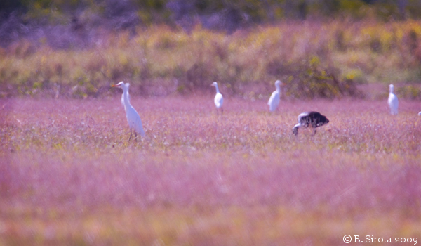 Herons and Ibis in the meadows around Atherton, QLD