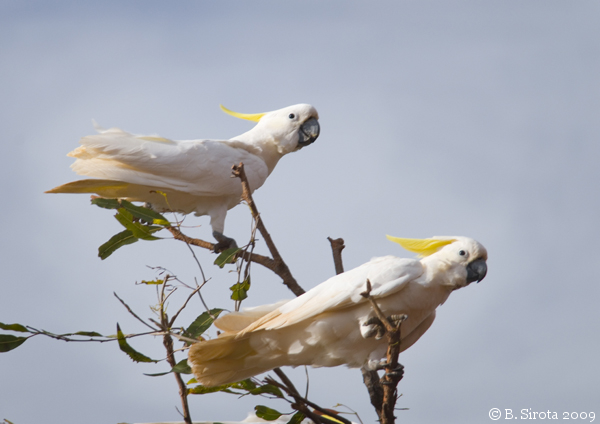 White cockatoos