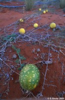 These wild melons grow in the desert