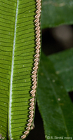 Fern seeds develop on the underside of the leaves