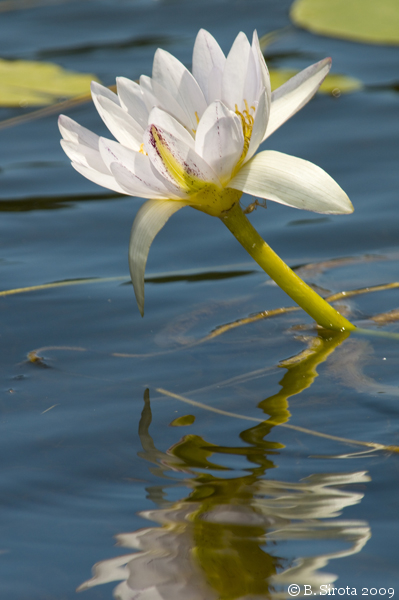 Water Lily in the Lake Tinaroo