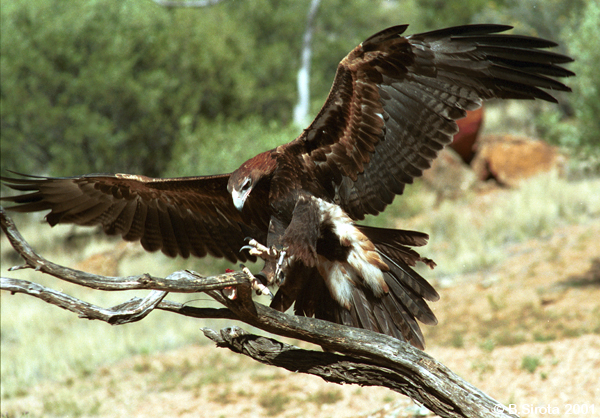 Wedge tail eagle is a common predator in the desert