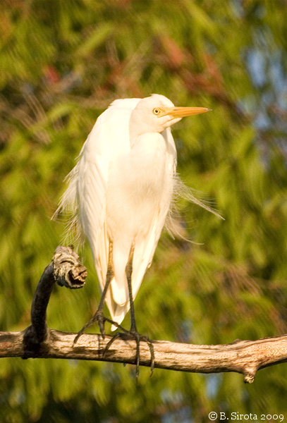 White Heron - a familiar sight in Palm Cove, QLD