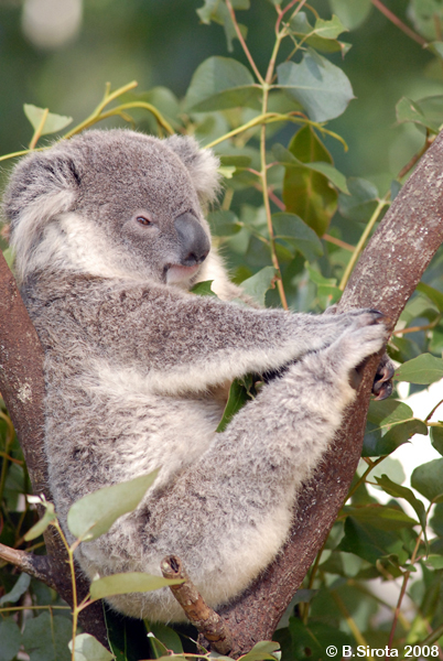 Koala in DreamWorld, Queensland