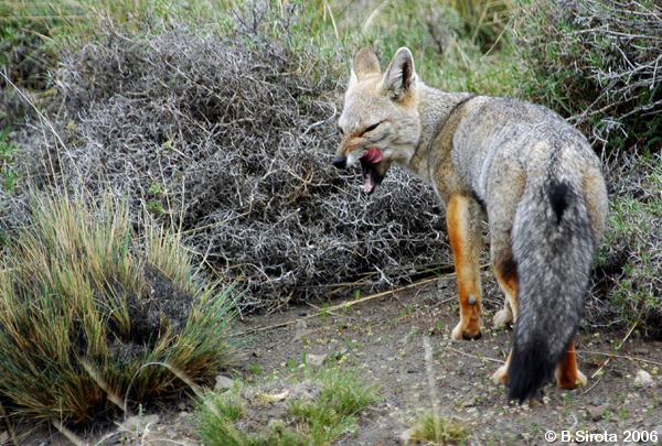  Patagonian native gray fox