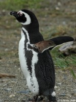  Penguin in Otway colony 