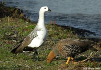 A pair of Upland geese