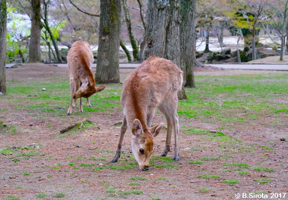 Japanese Deer