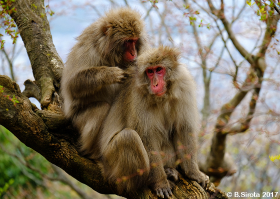 Monkeys On Tree