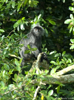 Silvered Leaf Monkey in Kuala Selangor National Park