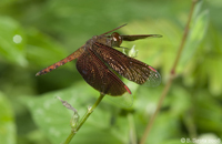 Dragonfly in Butterfly Garden in Kuala Lumpur