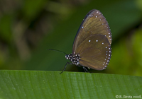 Butterfly in Butterfly Garden in Kuala Lumpur