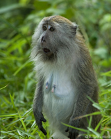 Long-tailed macaque at Monkey Beach in Penang
