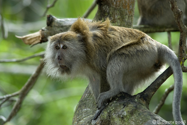 Long-tailed macaque at Monkey Beach in Penang