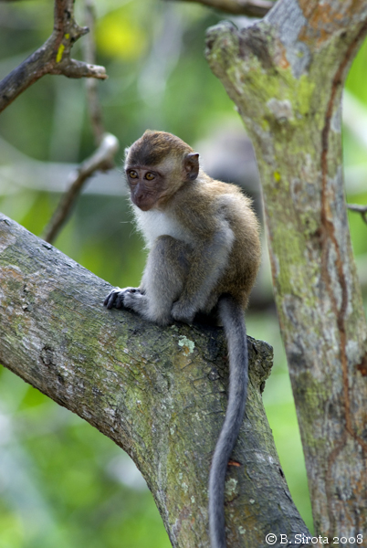 Long-tailed baby macaque at Monkey Beach in Penang