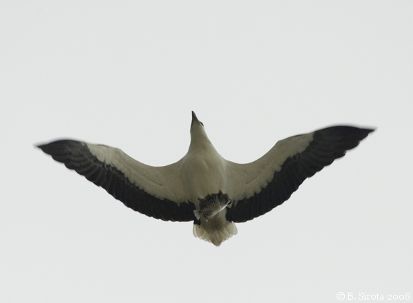 White Bellied Sea Eagle with a fish at Penang