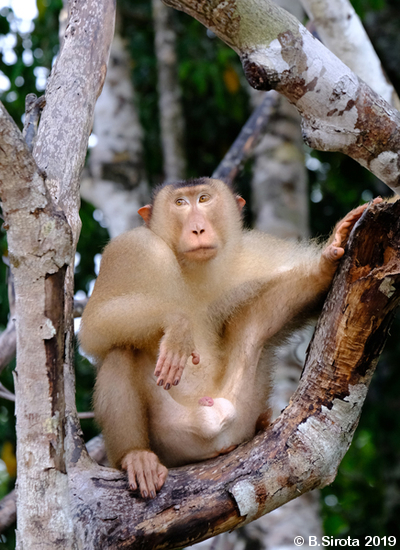 Male Macaque