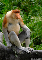 Proboscis Monkey Male