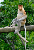 Proboscis Monkey Male