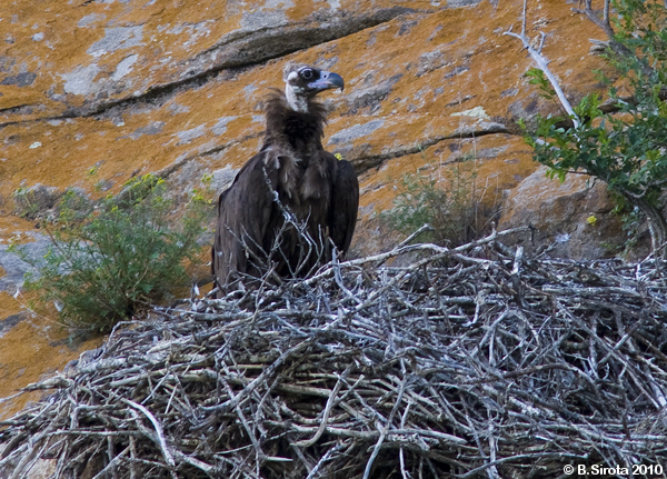 Vulture in the nest