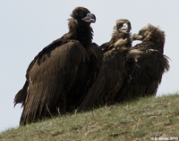 Group of vultures