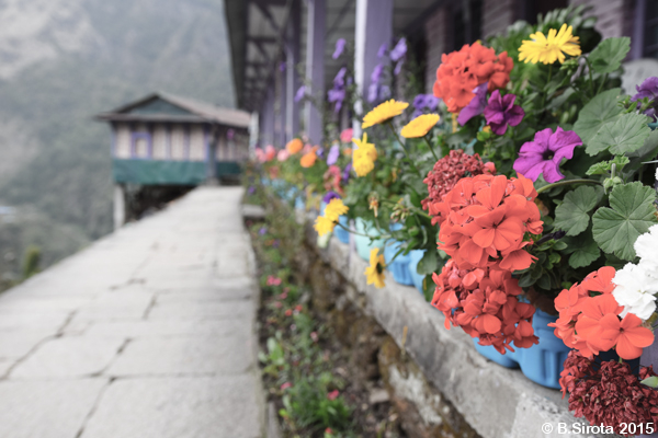 Mountain Village Flowers