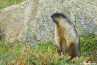 Black-headed marmot.