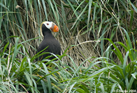 Tufted puffin nest.