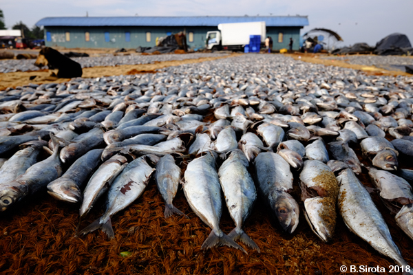 Fish Market in Negombo